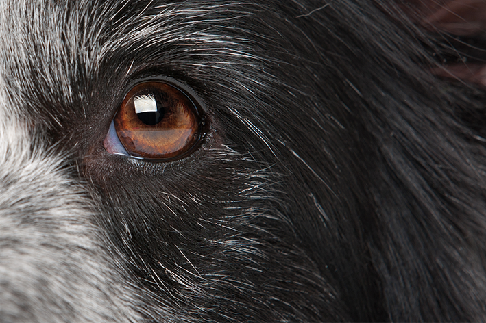 Co oznacza drgające oko u psa?