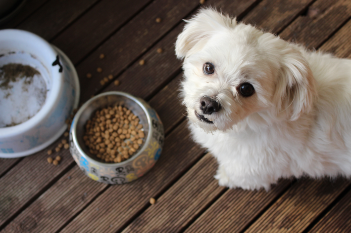 Bisakah anjing makan kacang? Cari tahu