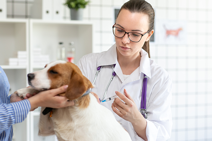 Cepivo za pse: kdaj in zakaj imunizirati svojega ljubljenčka