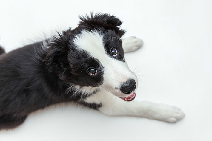 Border Collie puppy's: intelligentie, energie en gezelschap