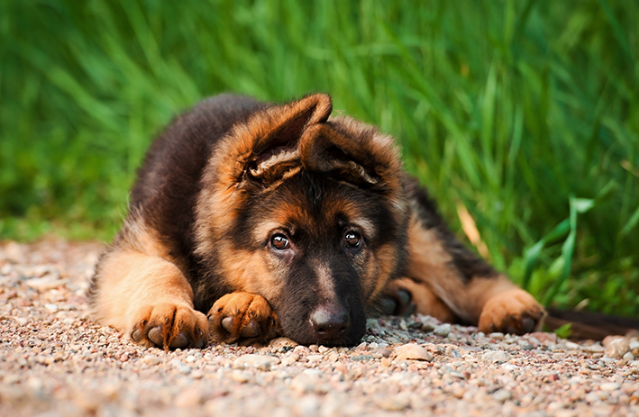 Cadell de pastor alemany: coneix-ho tot sobre aquest gos