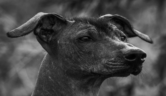 Раса паса мексичког порекла: сазнајте више