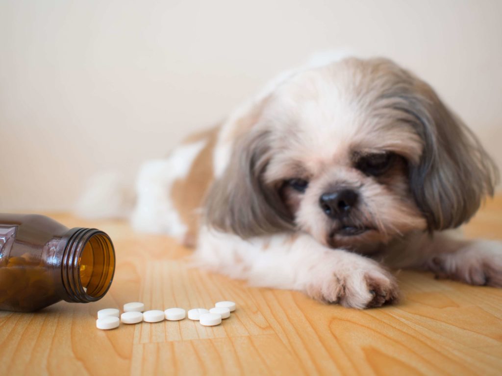 कुत्तों के लिए सेफैड्रोक्सिल का उपयोग किस लिए किया जाता है?