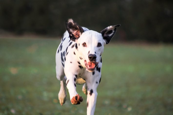 Ознайомтеся з 5 чорно-білими породами собак