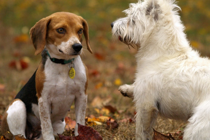 STI σε σκύλους: όλα σχετικά με την DVT και τη βρουκέλλωση