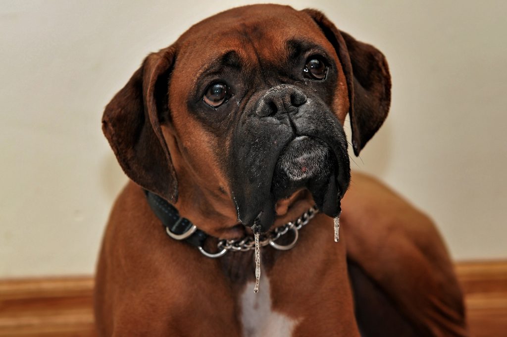 ໂຣກ Cushing ໃນຫມາ: hyperadrenocorticism canine