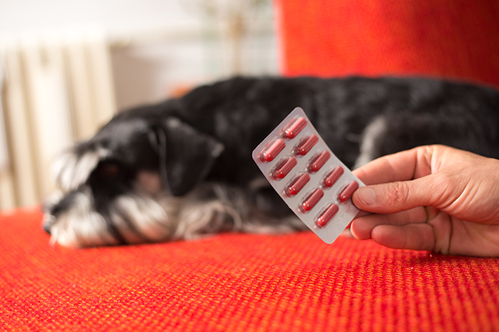 Wat is het beste antibioticum voor honden?