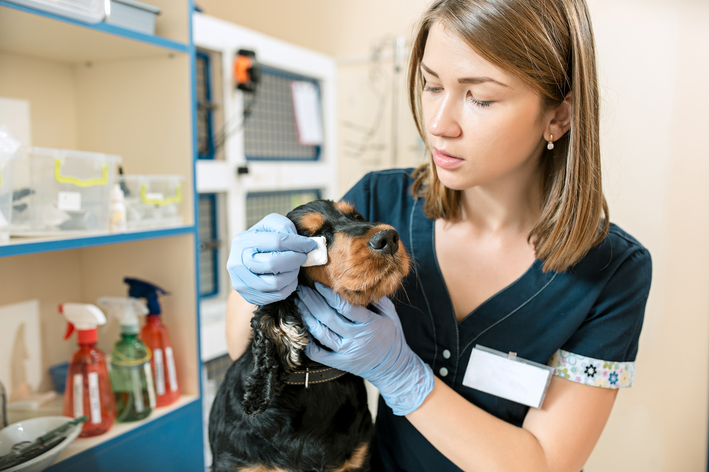 犬の結膜炎：症状と治療法を知ろう