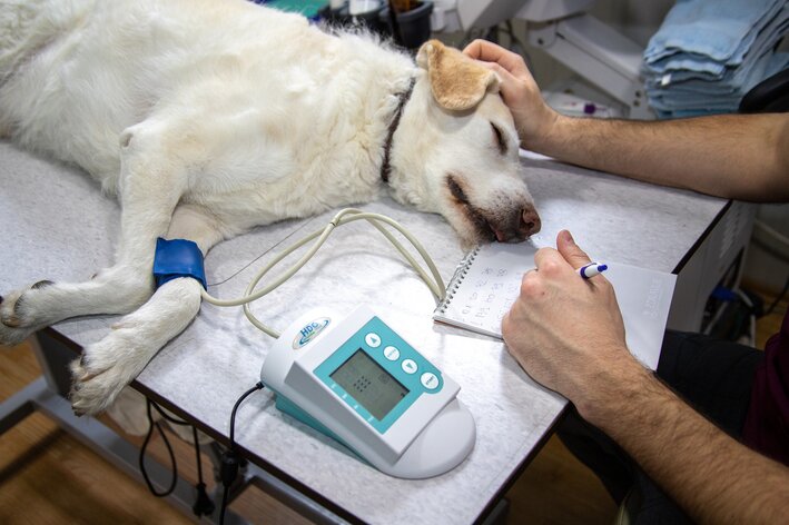 Intravenózne sérum pre šteňatá: kedy a ako používať