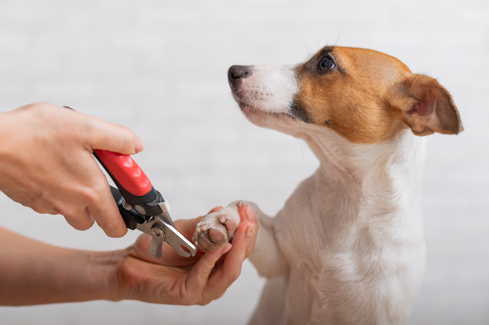 Узнайте, как подстричь когти собаке в домашних условиях!