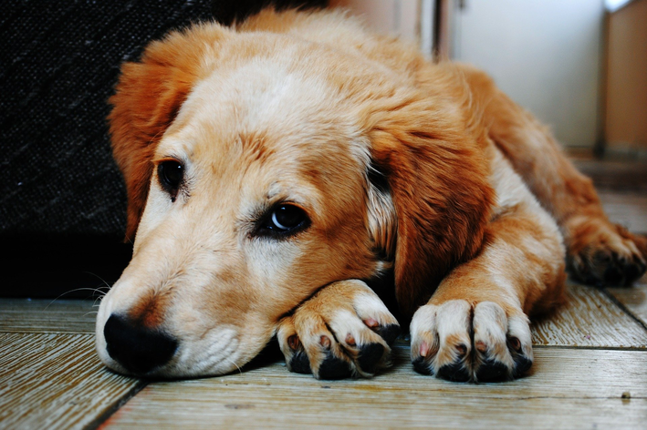 Slangebid hos en hund: Hvad skal man gøre?