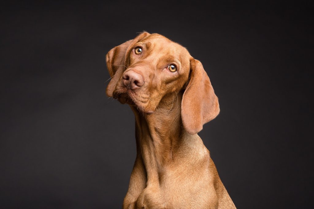 Λαβυρινθίτιδα σε σκύλους: συμπτώματα και πώς να αντιμετωπίσετε την ασθένεια