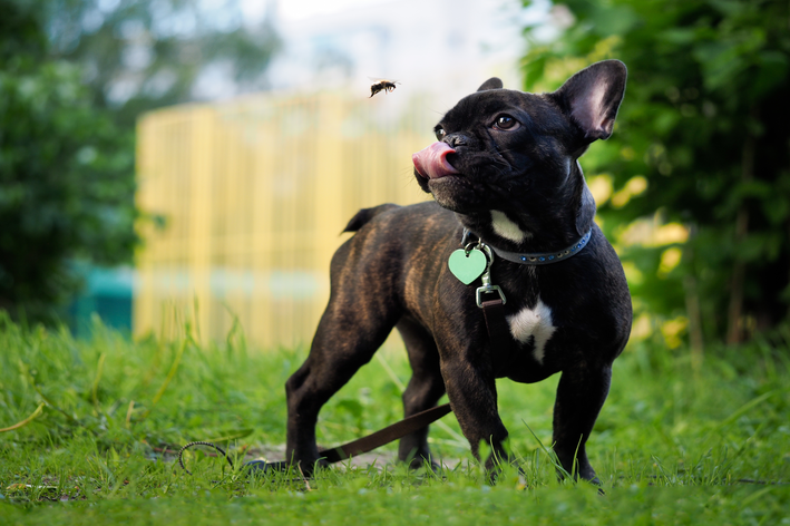 Picaduras de insectos en perros: ¿qué hacer y cómo prevenirlas?