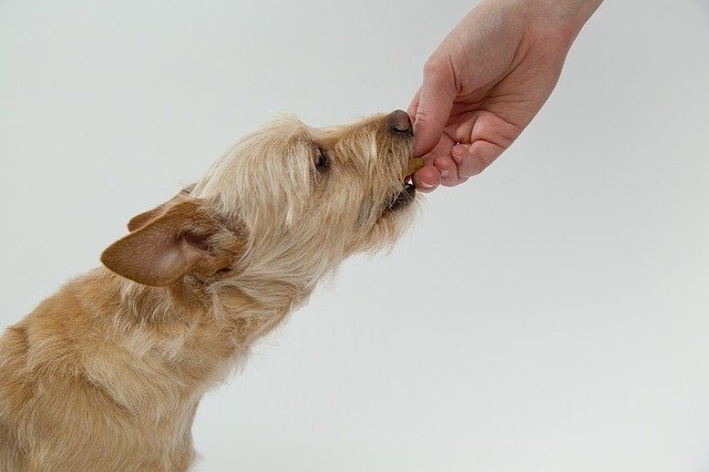 Kan en hund spise cashewnødder? Tjek det ud!