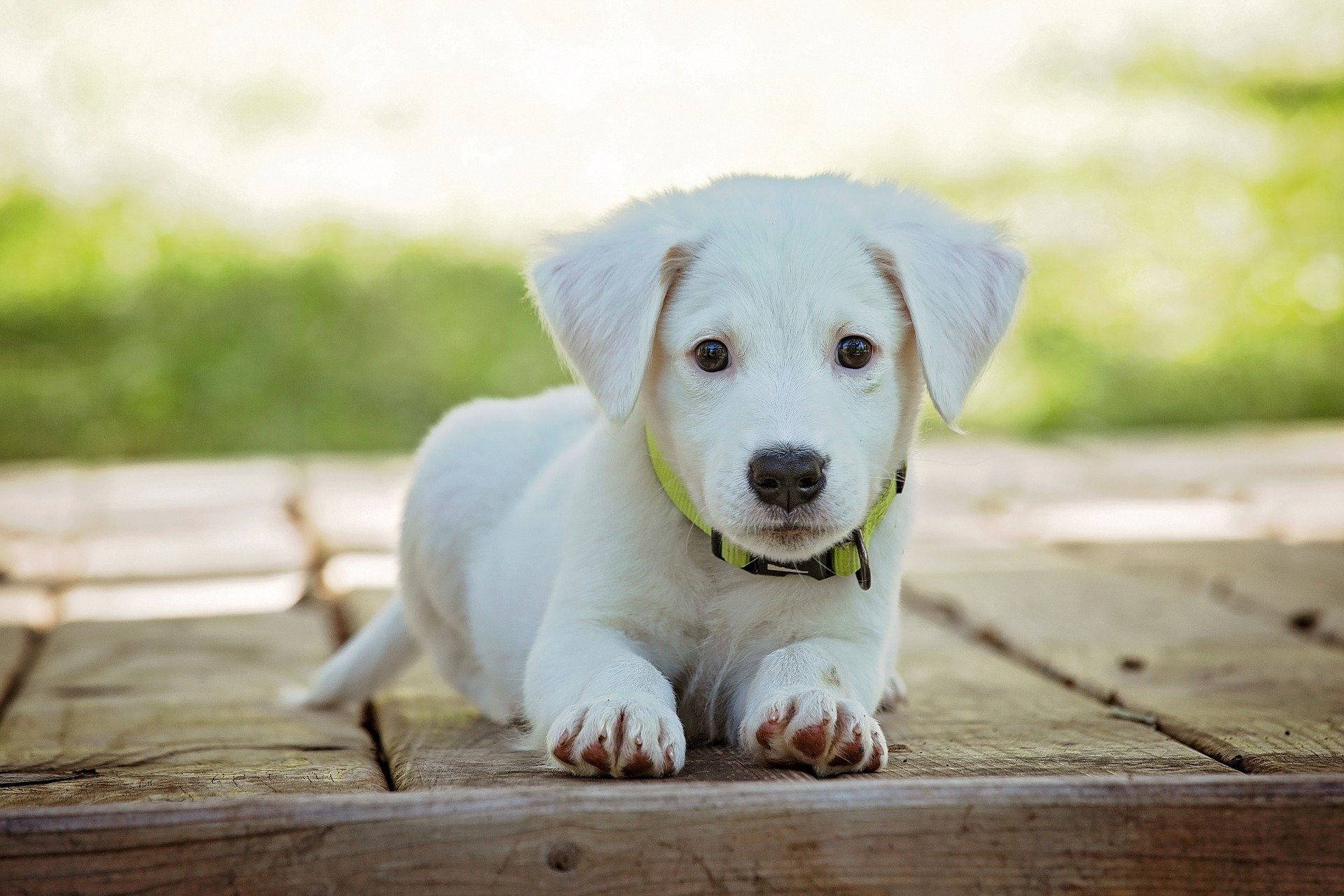 Miltgewas by honde: leer meer oor die siekte