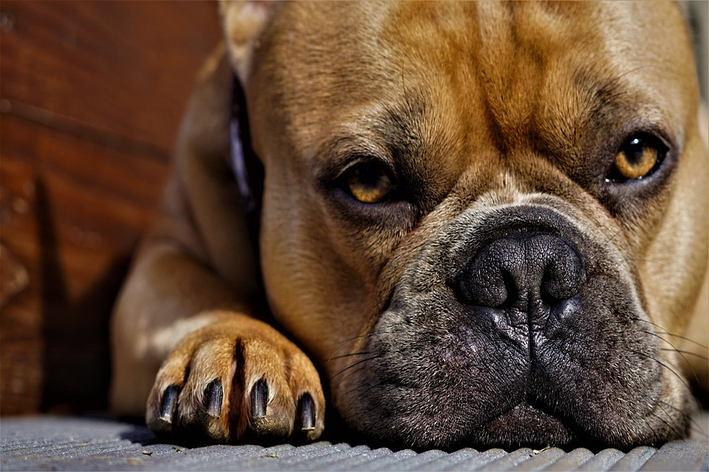 Hund slikker poter: oppdag årsakene