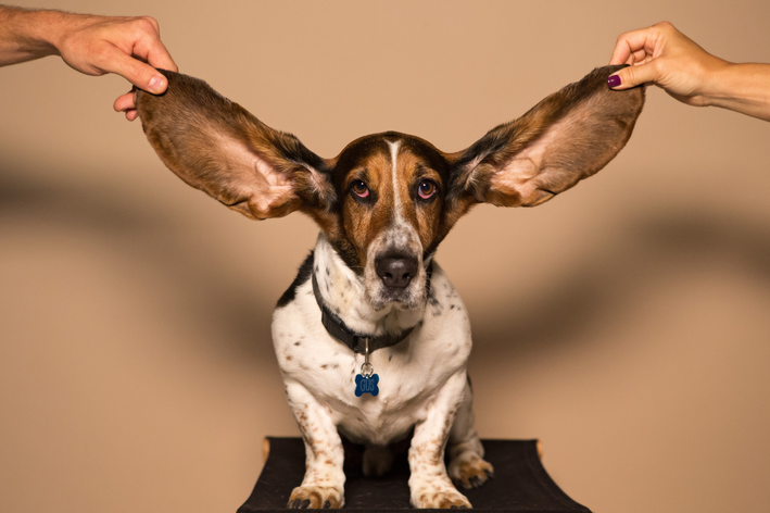 Lielās ausis kucēni: iepazīstieties ar 7 šķirnēm ar šo īpatnējo īpašību