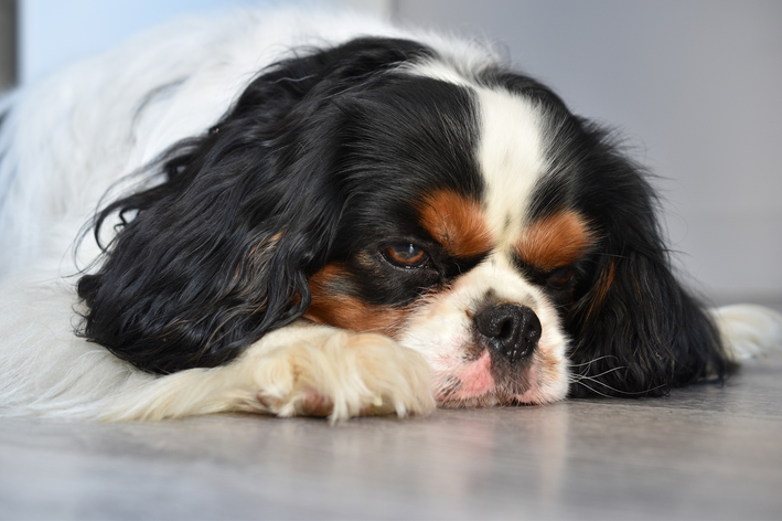 Hypocalcemia di kûçikan de: bêtir fêr bibin