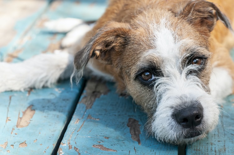 ခွေးများတွင်အကျိတ် - ရောဂါကိုကာကွယ်ရန်နည်းလမ်းရှိပါသလား။