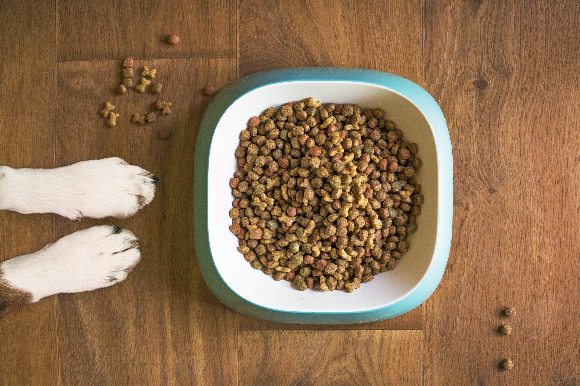 કૂતરો શું ખાય છે? કૂતરા માટે ખોરાકના પ્રકારો જાણો