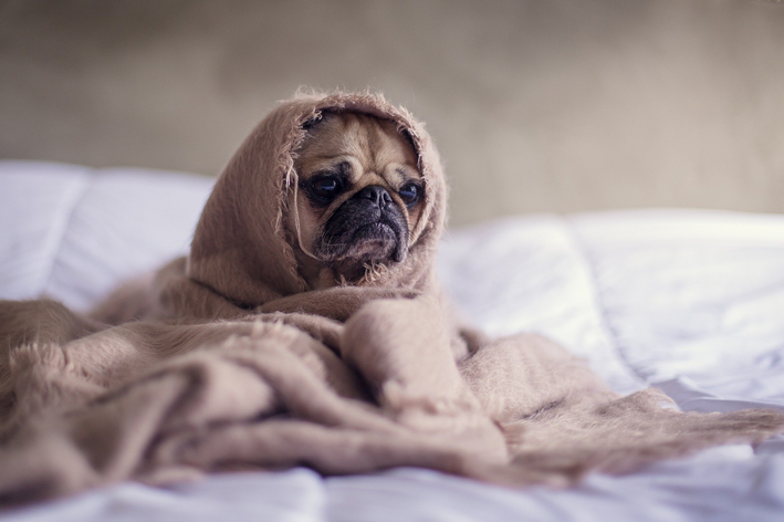 Remedio para la fiebre del perro: ¿cómo utilizarlo?