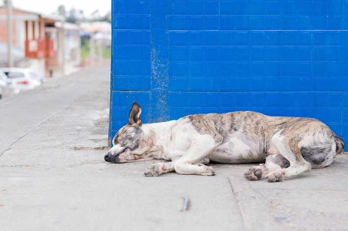 Street dog: ezagutu zure unibertsoa hobeto