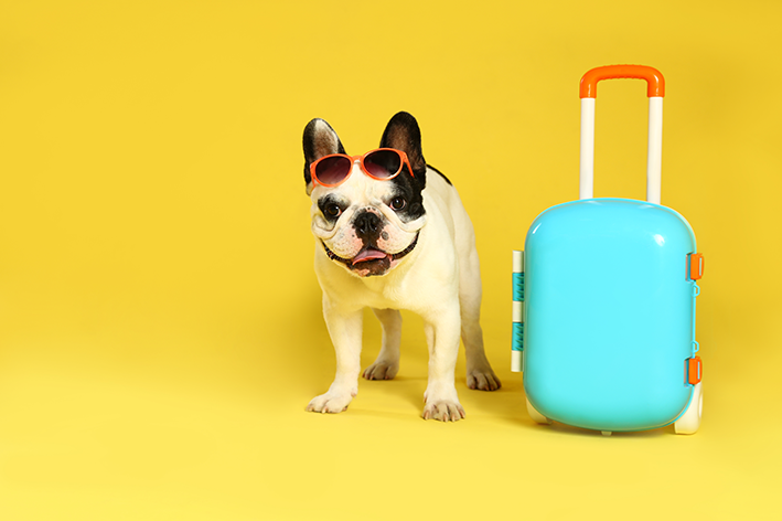 犬のためのホテル：ペットのスーツケースを準備する方法