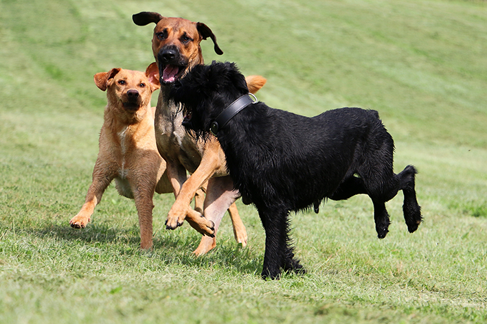 Šunų dienos priežiūra: kas yra šunų dienos priežiūra ir kodėl reikia apie ją žinoti?