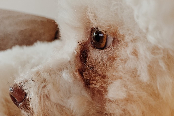 산성 눈물: 그것이 무엇이며 개를 치료하는 방법 알기