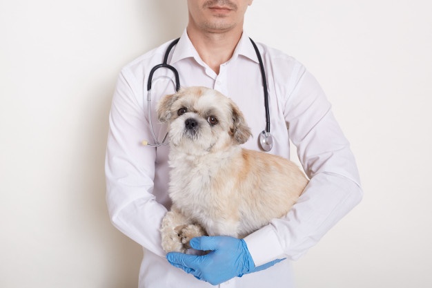 कुत्तों में थ्रोम्बोसाइटोपेनिया: रोग जानें