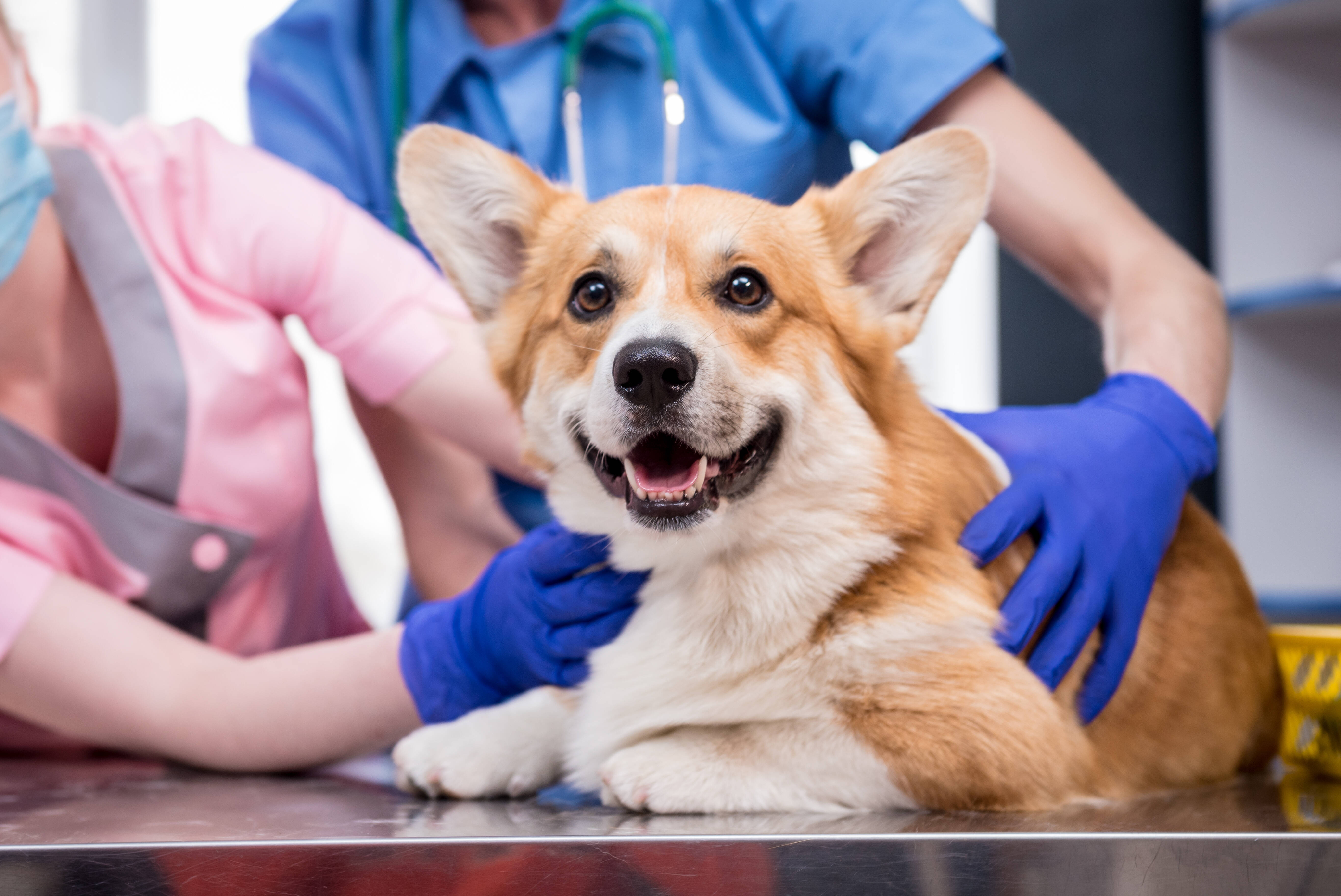 犬の脂肪腫：その正体と治療法