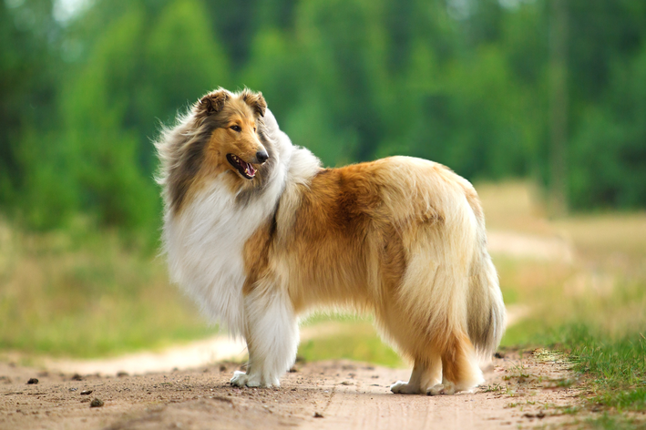 Todo sobre Lassie, uno de los perros más famosos de la historia