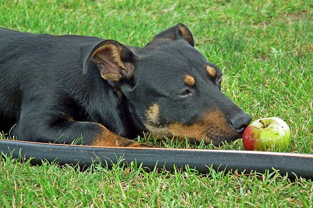 ¿Puede un perro comer manzana? ¡Descúbralo aquí!