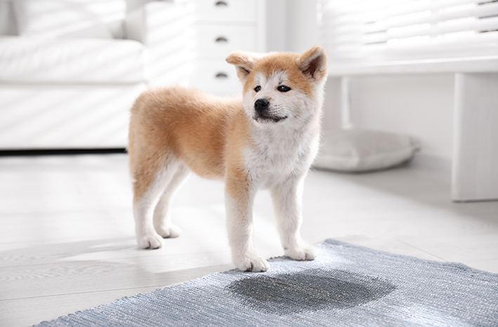 犬が排尿しないように床に何を敷くか？