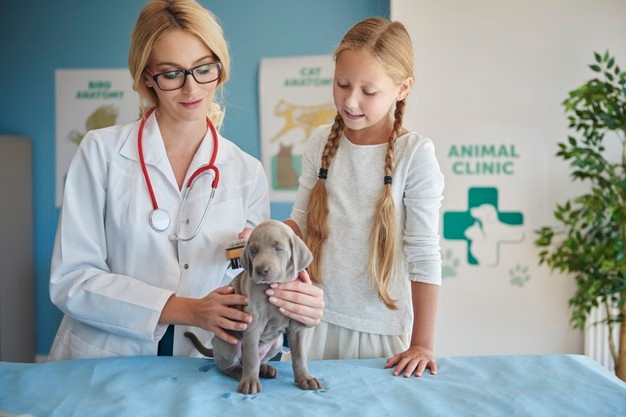 Köpeklerde hepatomegali: Ne olduğunu biliyor musunuz?