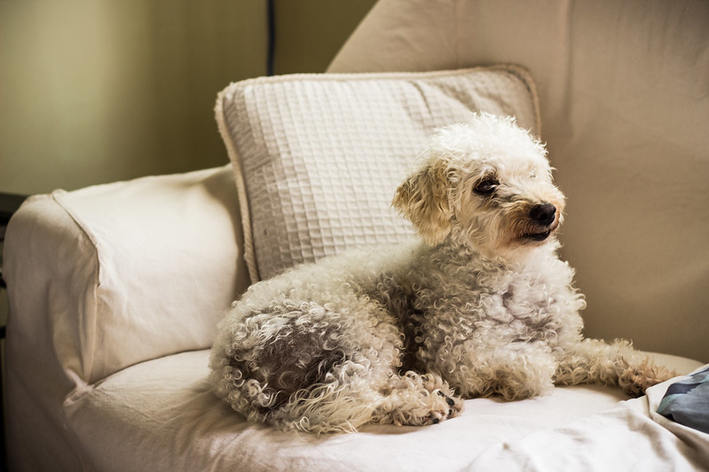 Hiperqueratosis canina: sepa qué es y cómo actúa
