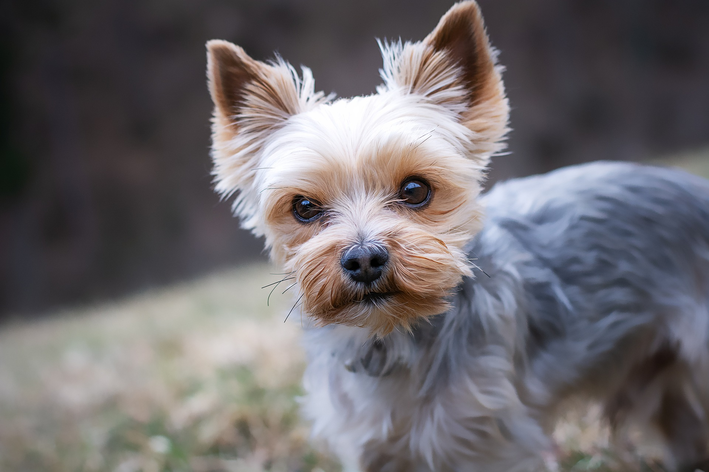 Drontal Puppy: qué es y cómo utilizarlo en cachorros