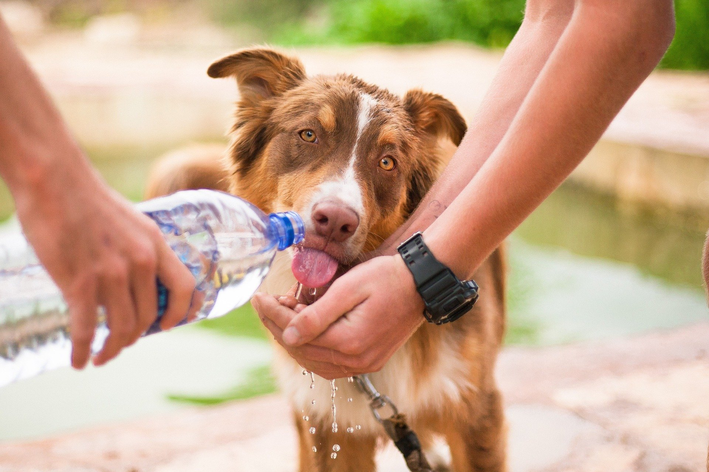 क्या कुत्ते नारियल पानी पी सकते हैं? सब कुछ जानिए!
