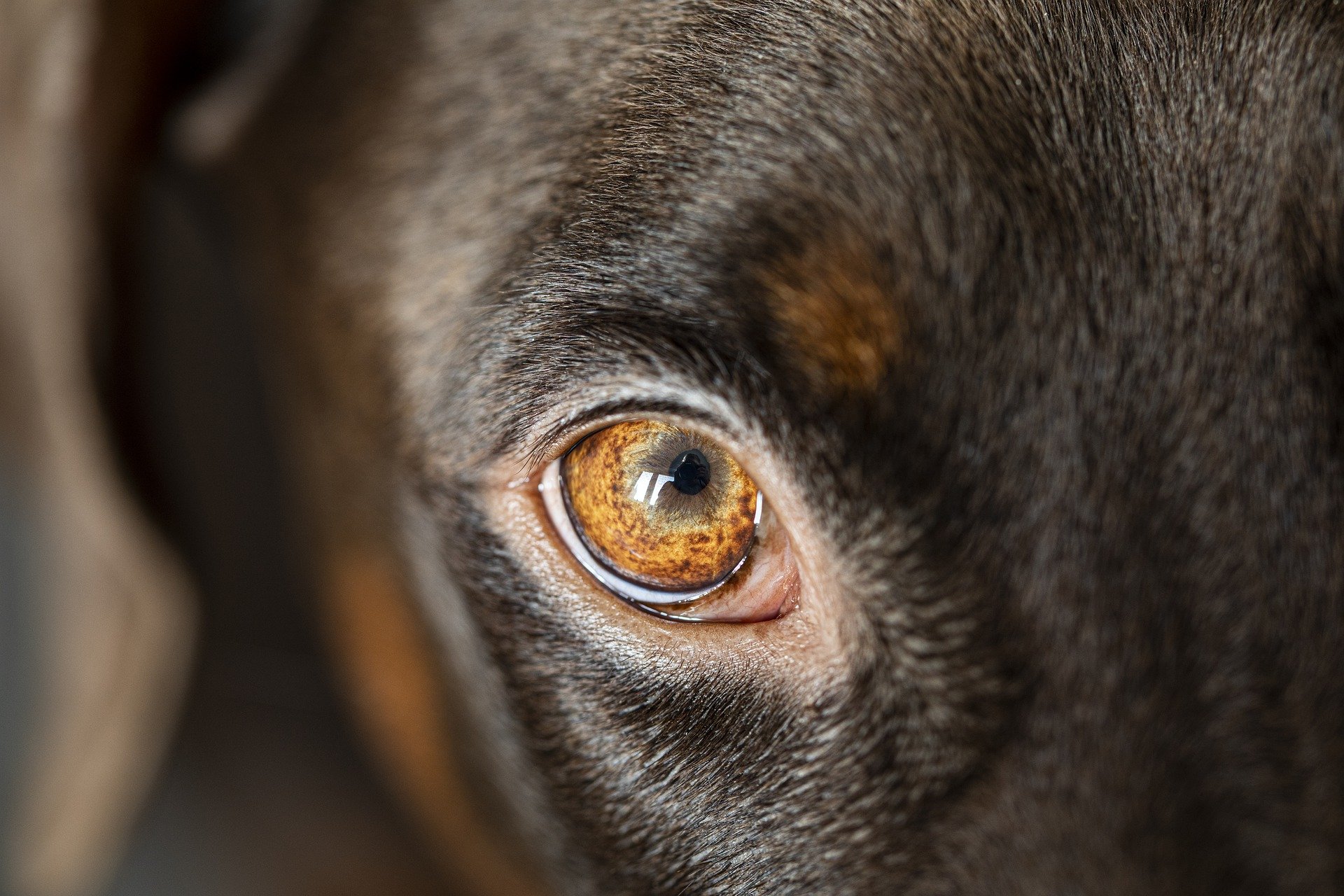 Verruga en el ojo del perro: ¿qué es y cómo tratarla?