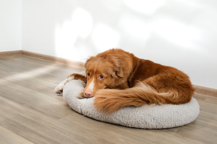 Ansiedad de separación en cachorros: ¿cómo resolverla?