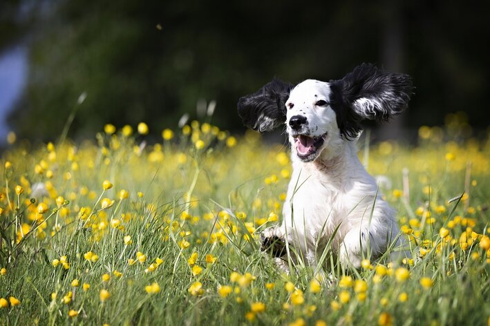Šťastný pes: vedzte, čo robí vášho domáceho miláčika šťastným