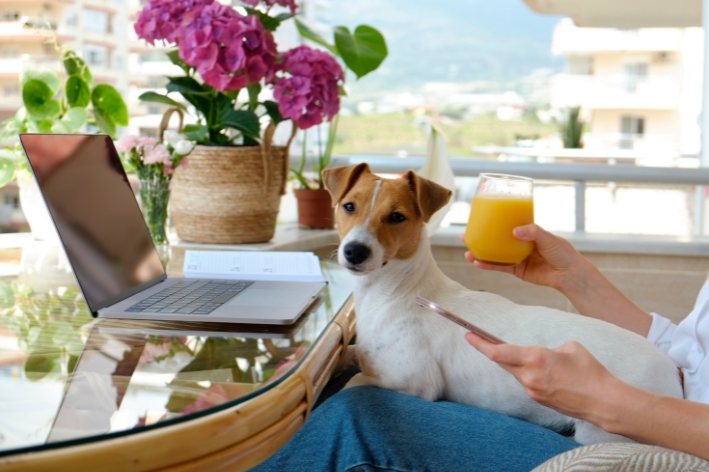 Kan hundar trots allt dricka naturlig apelsinjuice? Ta reda på det!