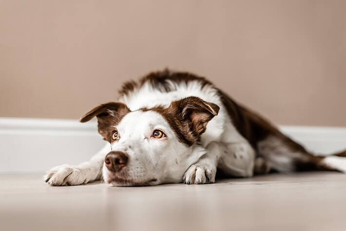 如何判断你的狗是否有牙齿、耳朵或背部疼痛