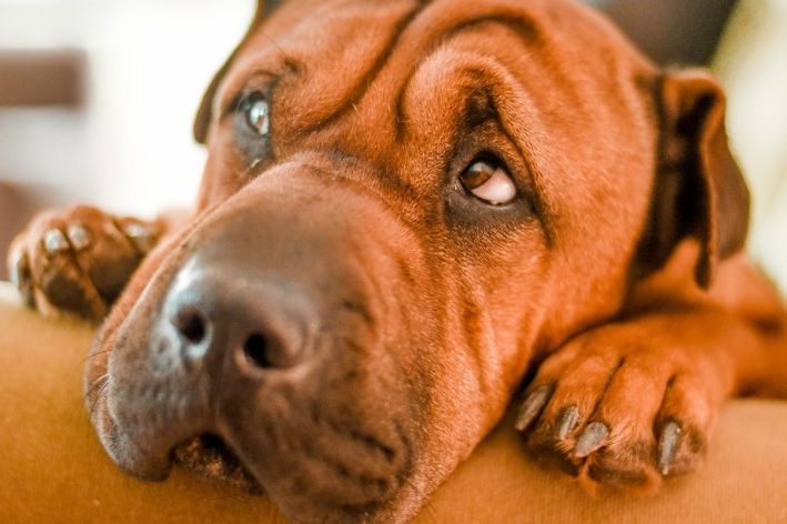 Brännskada på hundens tass: hur ska man ta hand om det?