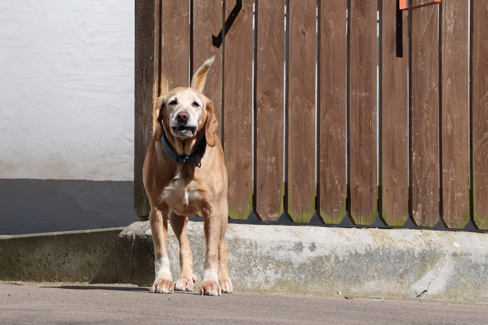 Kako ukloniti miris pseće mokraće iz dvorišta