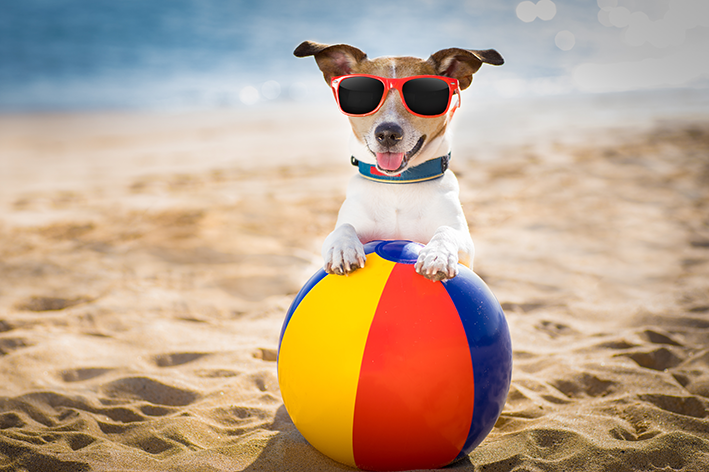 10 نصائح واحتياطات لأخذ كلبك إلى الشاطئ