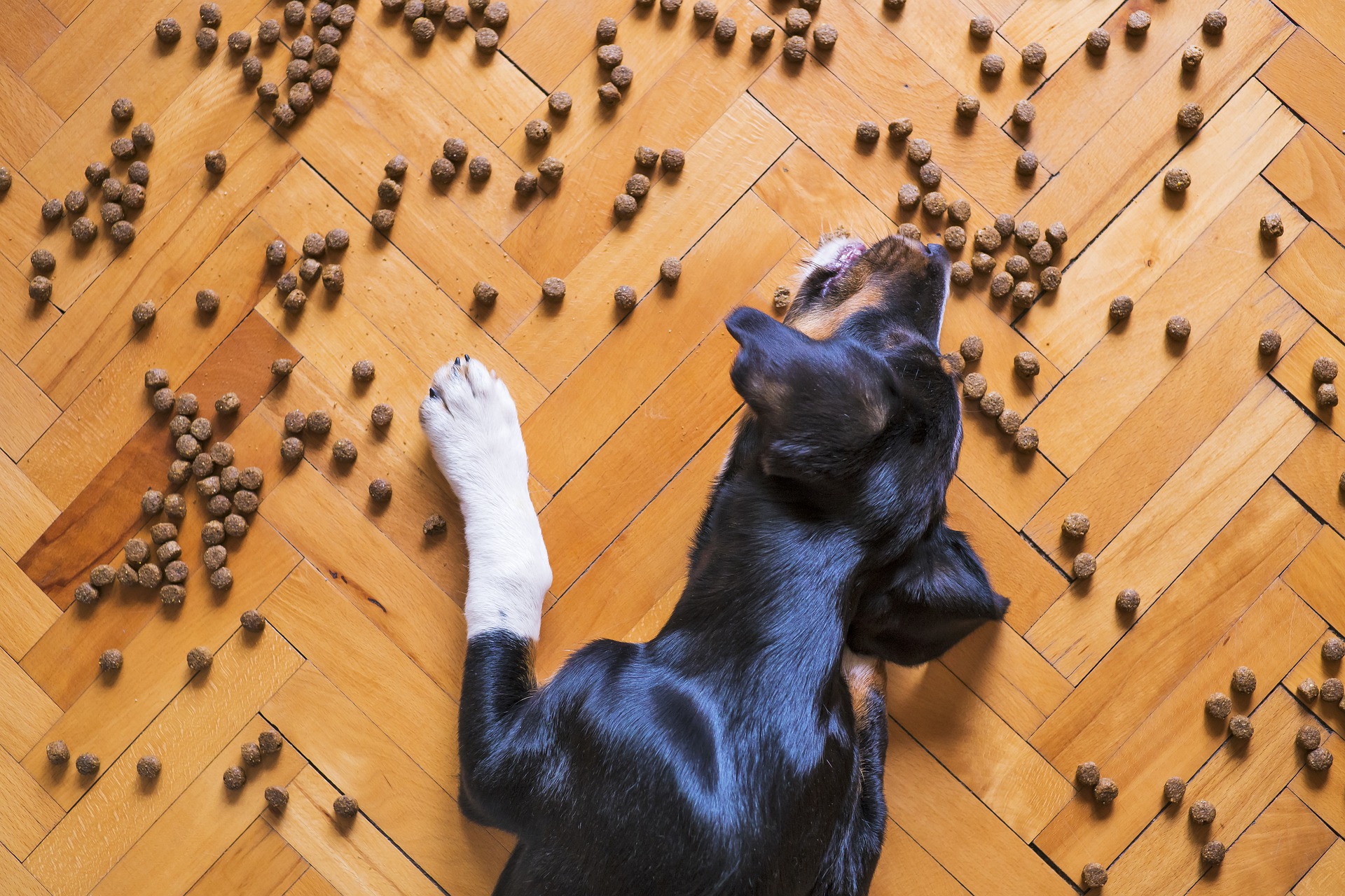 10 razones por las que tu perro se marea con la comida