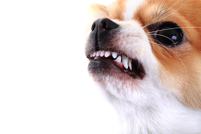 Δάγκωμα σκύλου: ξέρετε τι πρέπει να κάνετε;