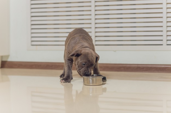 Ориз за кученца: може ли да замести храната за домашни любимци?