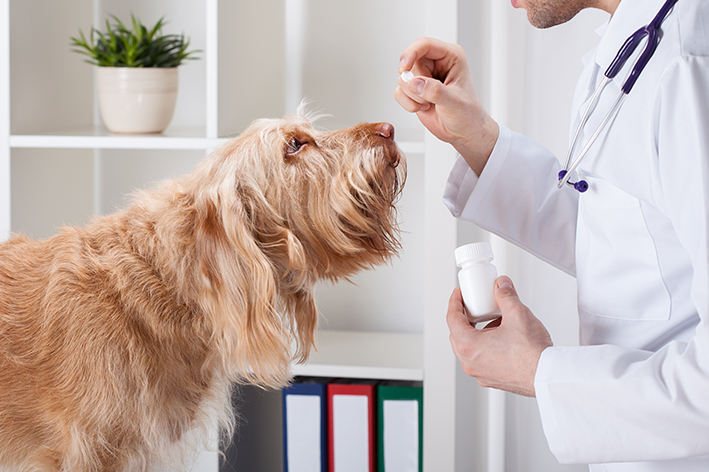 Prednisolon für Hunde und Katzen: Alles darüber wissen